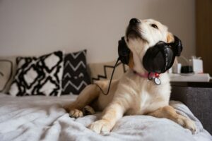 Research Shows Dogs Can Distinguish Familiar Human Voices - Even When They Cannot See Who Is Speaking