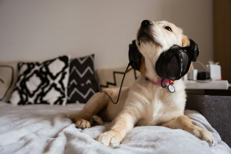 Research Shows Dogs Can Distinguish Familiar Human Voices - Even When They Cannot See Who Is Speaking