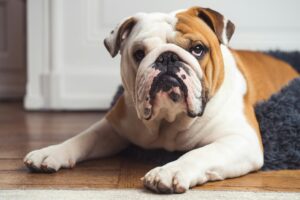 12 Dog Breeds That Don’t Judge You for Wearing Pajamas at 2 PM