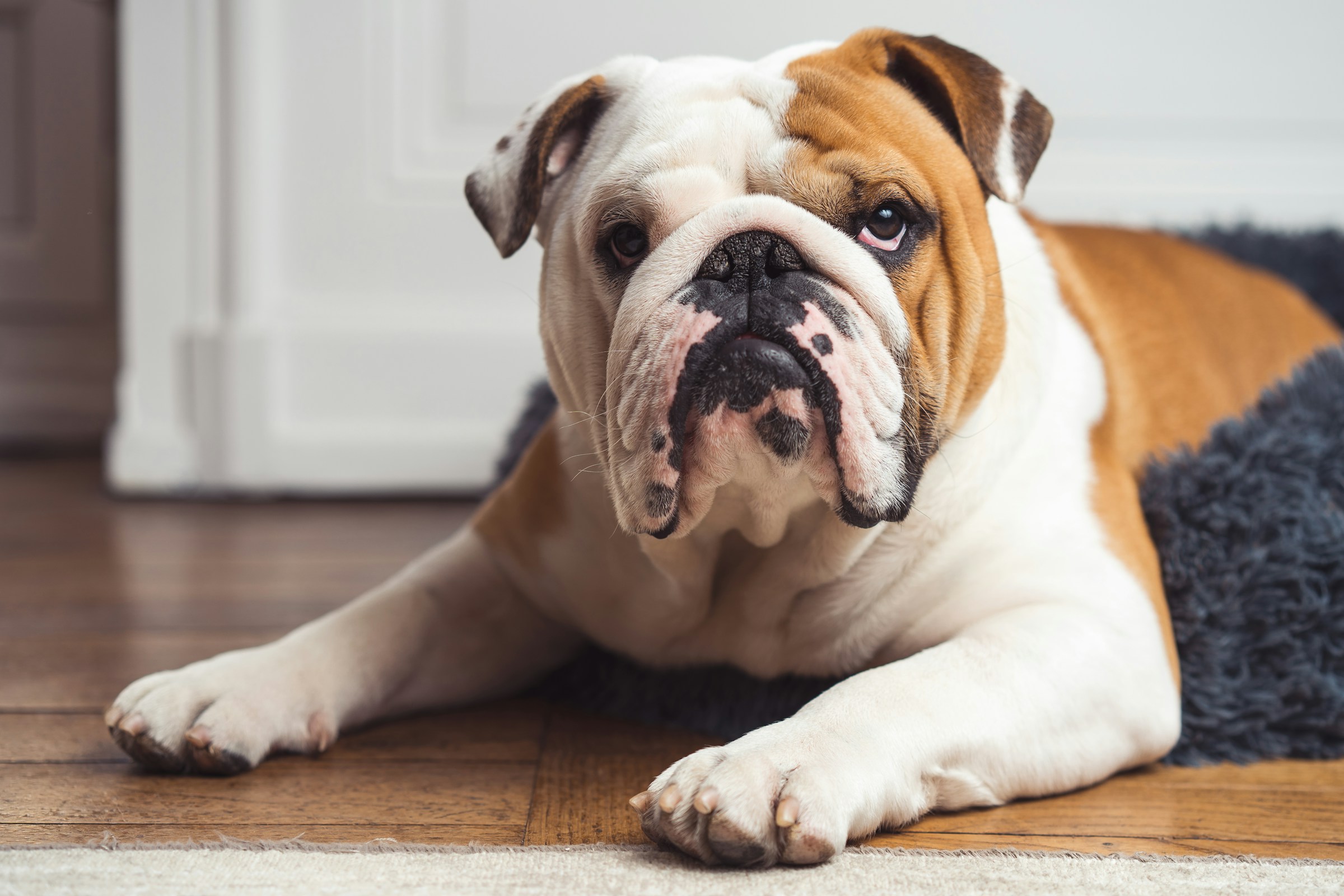 12 Dog Breeds That Don’t Judge You for Wearing Pajamas at 2 PM