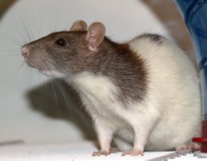 7 Reasons Pet Rats Groom Their Humans