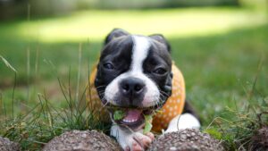 13 Things Your Dog's Body Tells the Vet Long Before It Tells You