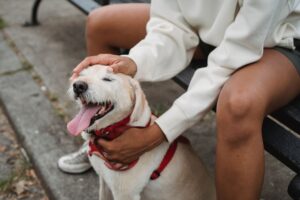 10 Ordinary Moments That Become the Foundation of Your Dog's Trust in You