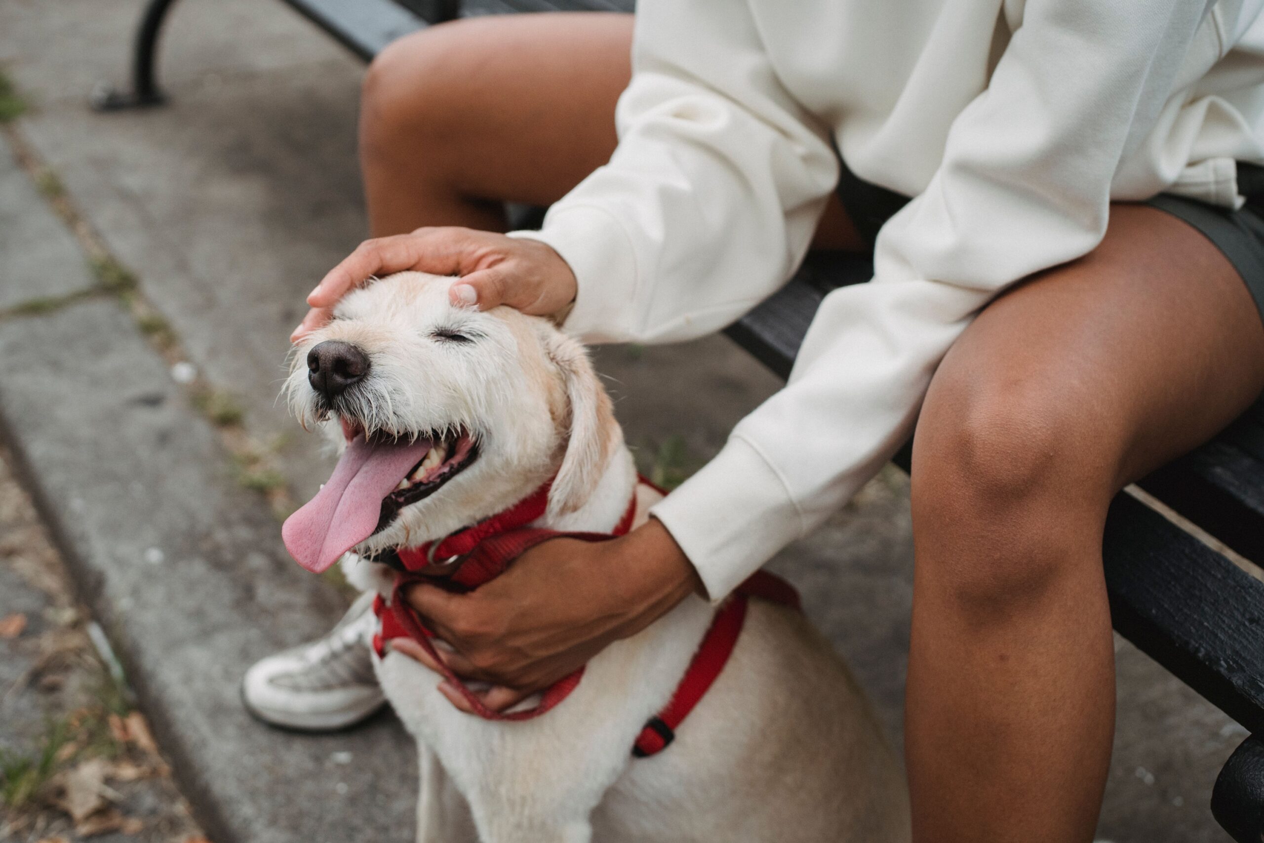 10 Ordinary Moments That Become the Foundation of Your Dog's Trust in You