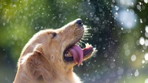 Summer Safety Tips for Dogs