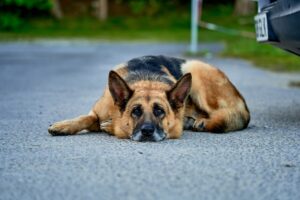 Veterinarians Say Senior Dogs Who Suddenly Hesitate on Slippery Floors May Be Telling You Something Important