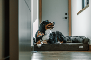 If You and Your Dog Are Growing Older Together, These 9 Changes Can Make Daily Life Easier for Both of You