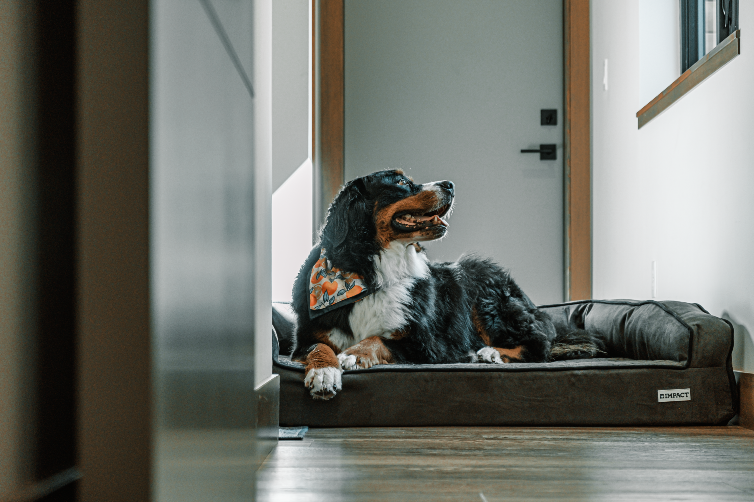 If You and Your Dog Are Growing Older Together, These 9 Changes Can Make Daily Life Easier for Both of You
