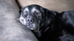 The joy and heartbreak of adopting a senior dog
