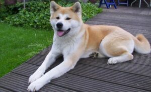 5 Dog Breeds That Will Choose You Over Anyone Else, Every Single Time