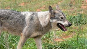 Montana wildlife officials propose changes to 2026/2027 wolf hunting and trapping season