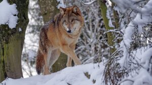 Colorado Parks and Wildlife kills member of One Ear wolf pack after attacks on cattle