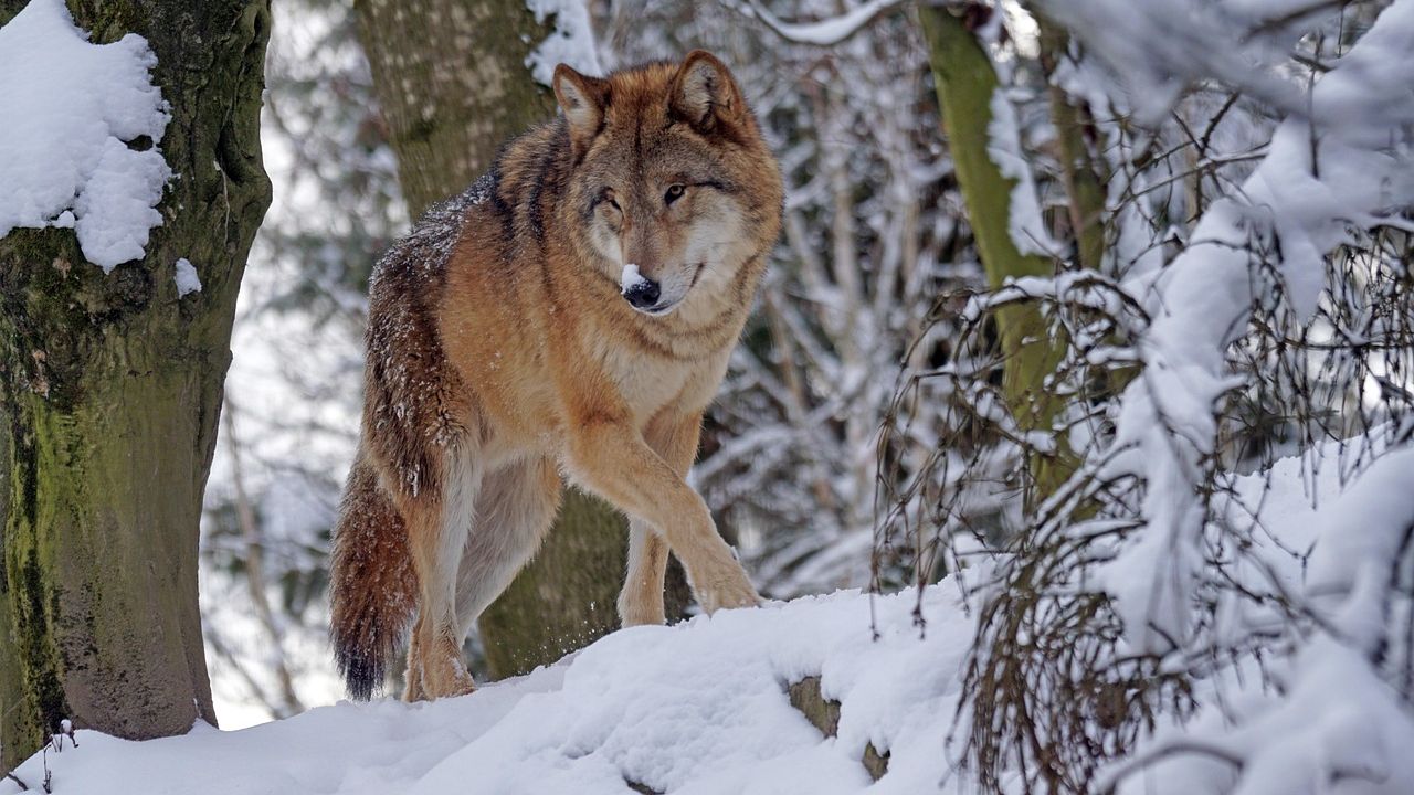 Colorado Parks and Wildlife kills member of One Ear wolf pack after attacks on cattle