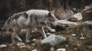 Yellowstone Is Among the World's Best Places to See Wild Wolves