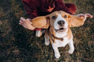 Research Shows Dogs Can Tell When a Familiar Person Is Approaching From Their Footsteps Alone