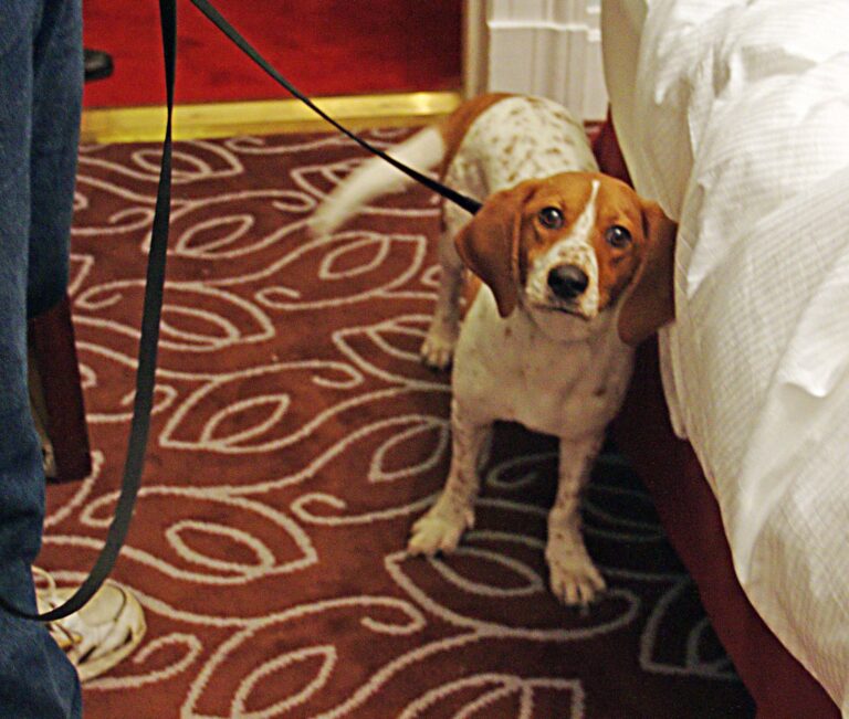 Animal Science Says Dogs Process Human Gestures Remarkably Well - But We Often Misread Theirs