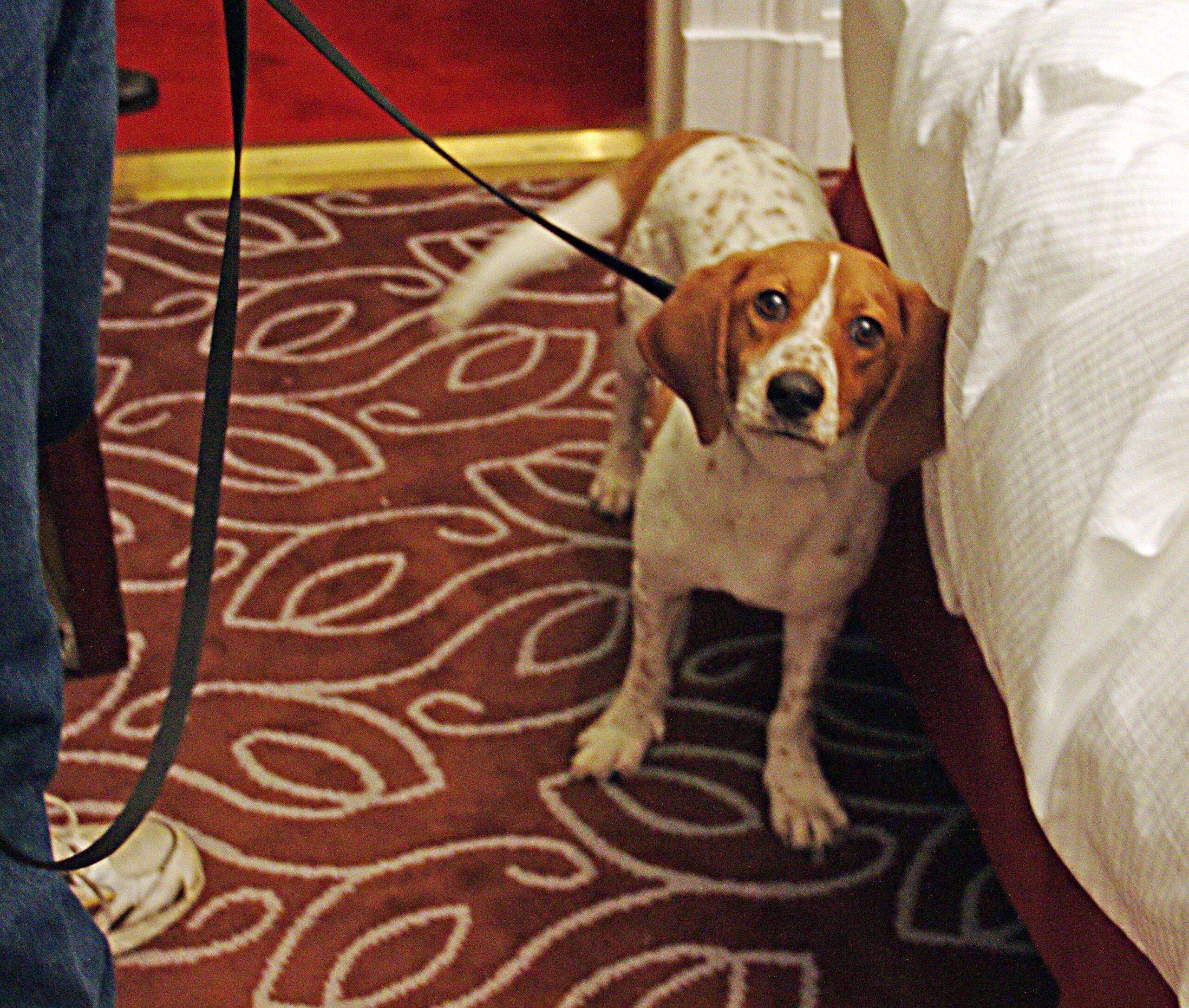 Animal Science Says Dogs Process Human Gestures Remarkably Well - But We Often Misread Theirs