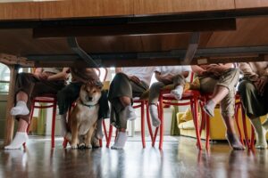 Veterinarians Say These 6 Changes in an Aging Dog's Appetite Shouldn't Automatically Be Blamed on Old Age
