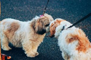 10 Things People Do When Greeting a Dog That Can Make the First Meeting Go Wrong