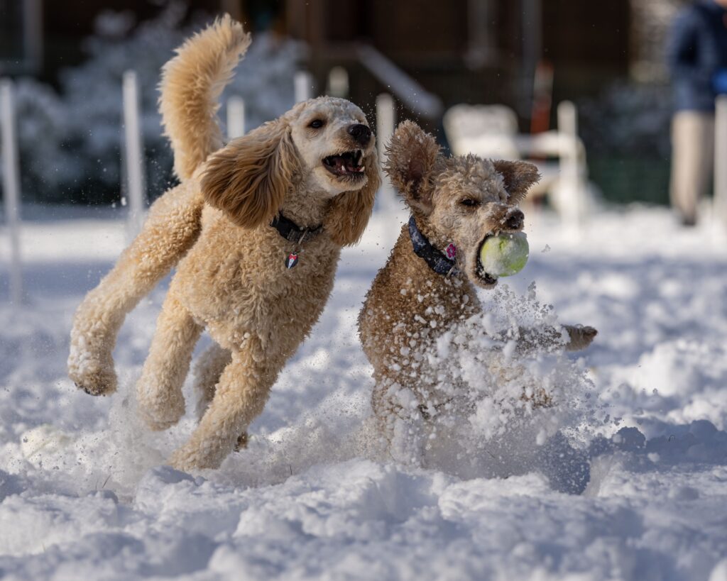 9 Dog Breeds That Don't Forgive Boredom Easily - And Will Find Their Own Entertainment