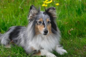 The 12 Dog Breeds Most Likely to Outsmart an Owner Who Sets Inconsistent Rules