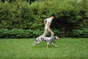 8 Dog Breeds That Can Be Wonderful Pets in the Right Hands - And Exhausting in the Wrong Ones