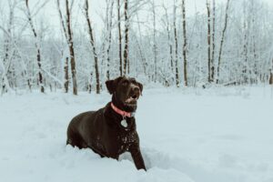 Never Assume a Wagging Tail Means a Friendly Dog - Animal Behaviorists Explain What Else to Watch