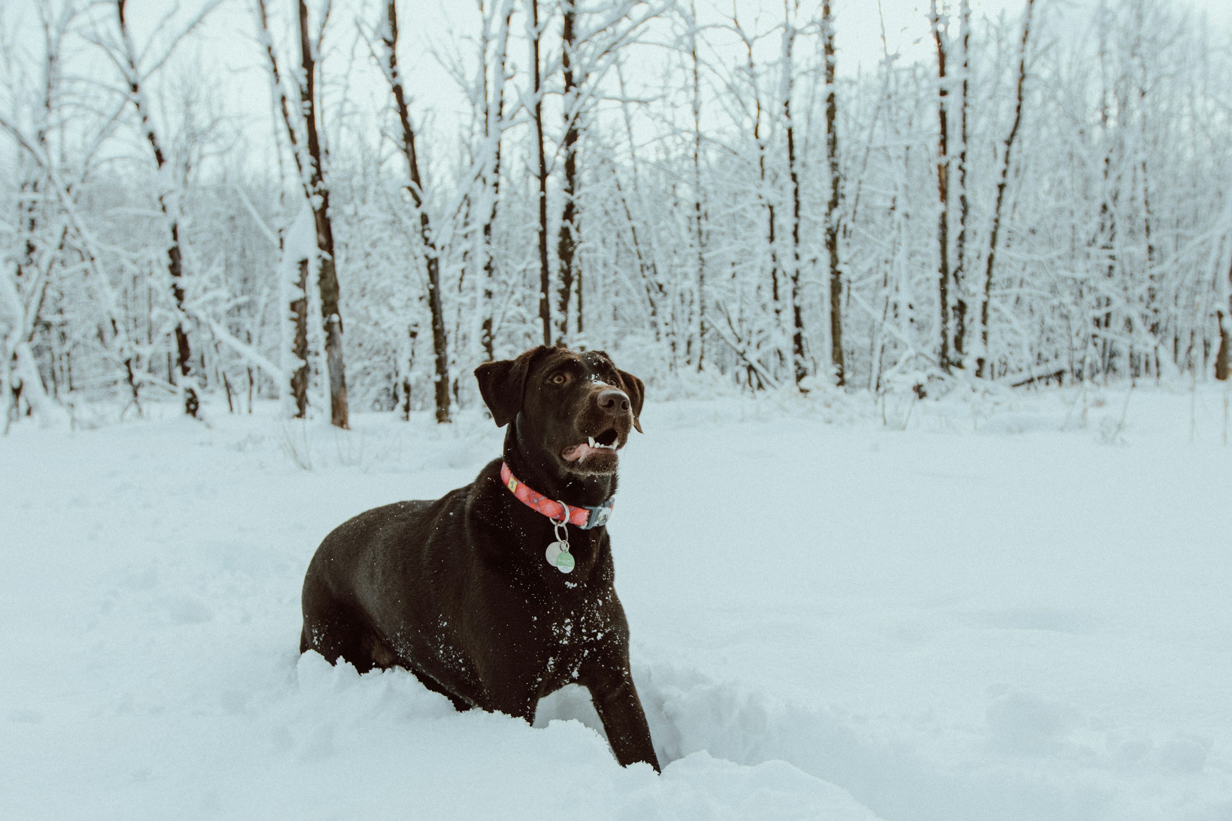 Never Assume a Wagging Tail Means a Friendly Dog - Animal Behaviorists Explain What Else to Watch