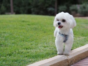 The Best Small Dog Breed For Every Zodiac Sign