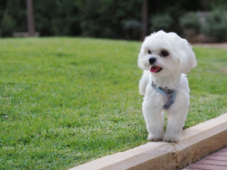 The Best Small Dog Breed For Every Zodiac Sign