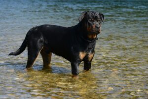 12 Dog Breeds That Will Stand Between You and Danger Without Hesitation