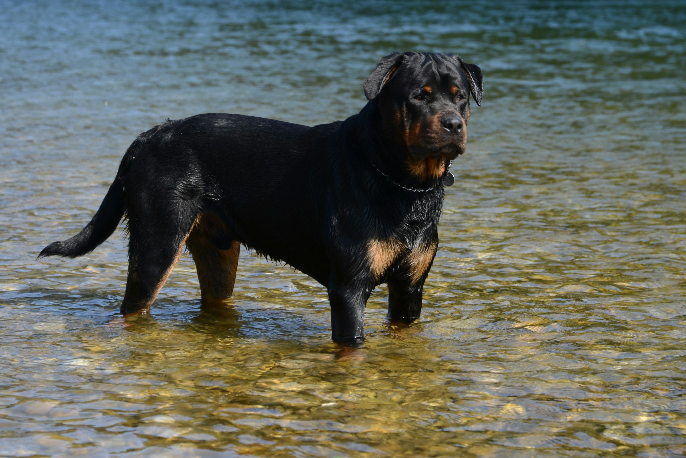 12 Dog Breeds That Will Stand Between You and Danger Without Hesitation