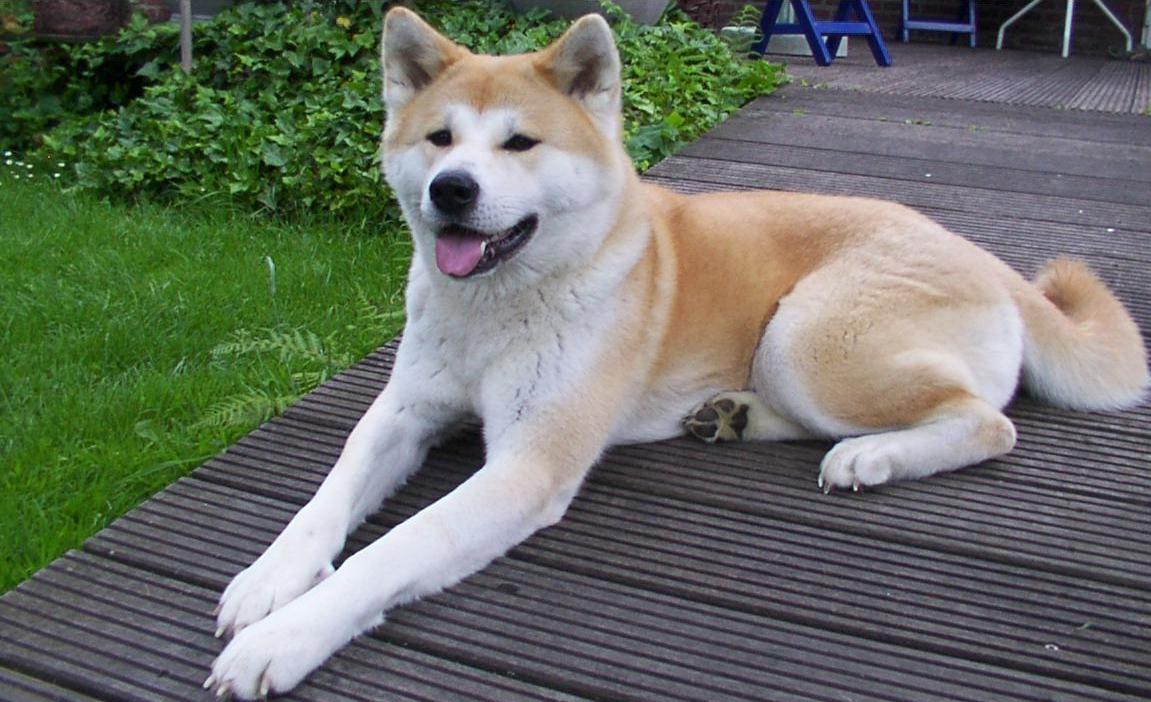 10 Moodiest Dog Breeds That Aren’t Always Easy to Live With