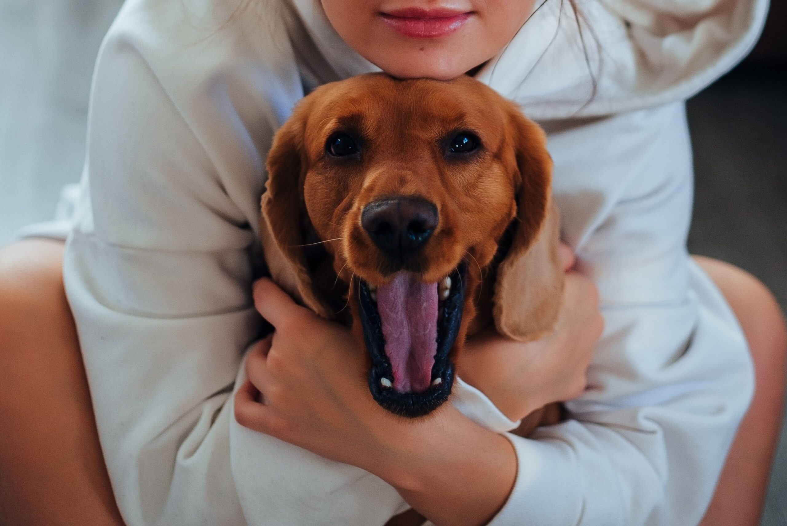 If Your Senior Dog Has Started Staring at Walls, These 6 Possible Causes Deserve Your Attention