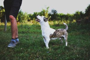 Animal Psychology Says Dogs Who Keep Checking Your Face in Unfamiliar Places Are Looking for More Than Reassurance