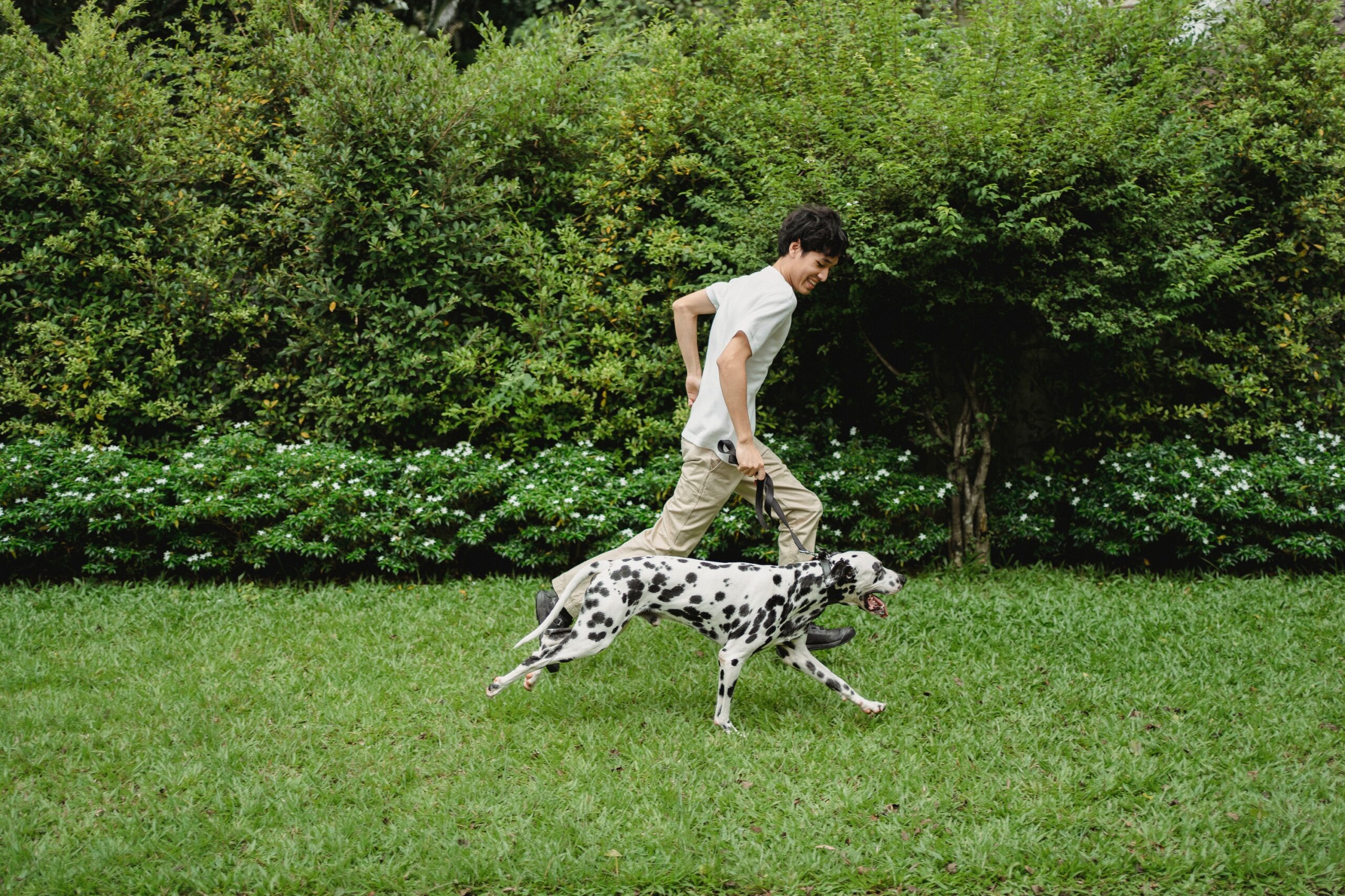 10 So-Called Difficult Dog Breeds That Have Been Unfairly Judged for Their Reputation