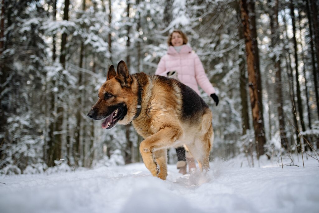Which to Choose? A German Shepherd or a Belgian Malinois