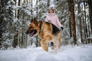 Which to Choose? A German Shepherd or a Belgian Malinois