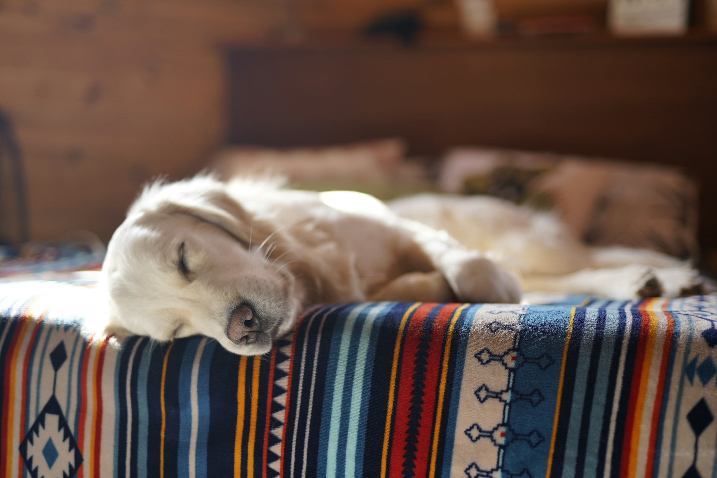 The 7 Times You Should Leave a Sleeping Dog Alone - Even When They Look Irresistibly Cute