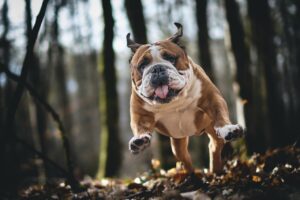 12 Behaviors Owners Often Punish Without Understanding What Their Dog Is Trying to Communicate
