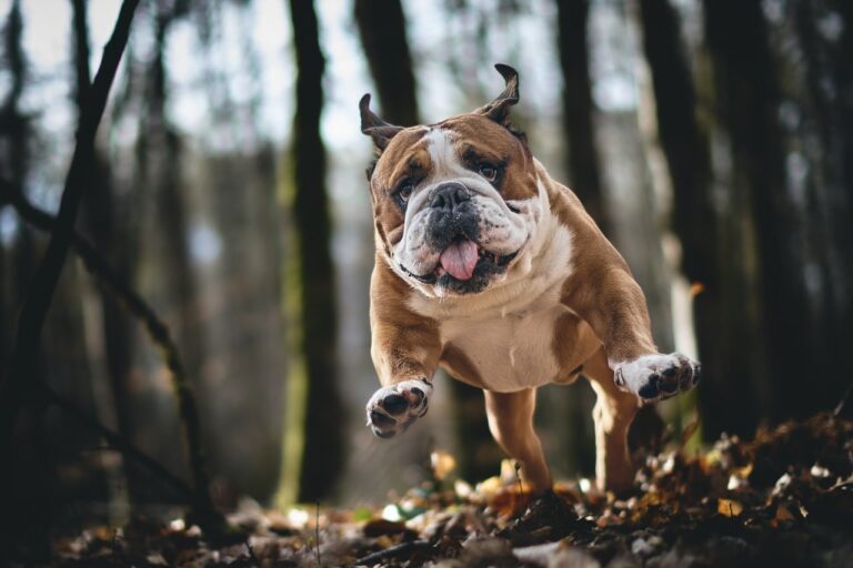 12 Behaviors Owners Often Punish Without Understanding What Their Dog Is Trying to Communicate