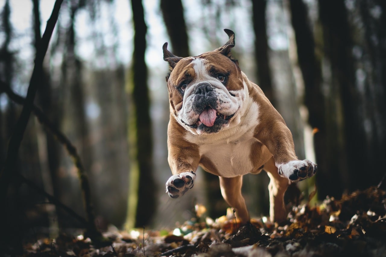12 Behaviors Owners Often Punish Without Understanding What Their Dog Is Trying to Communicate
