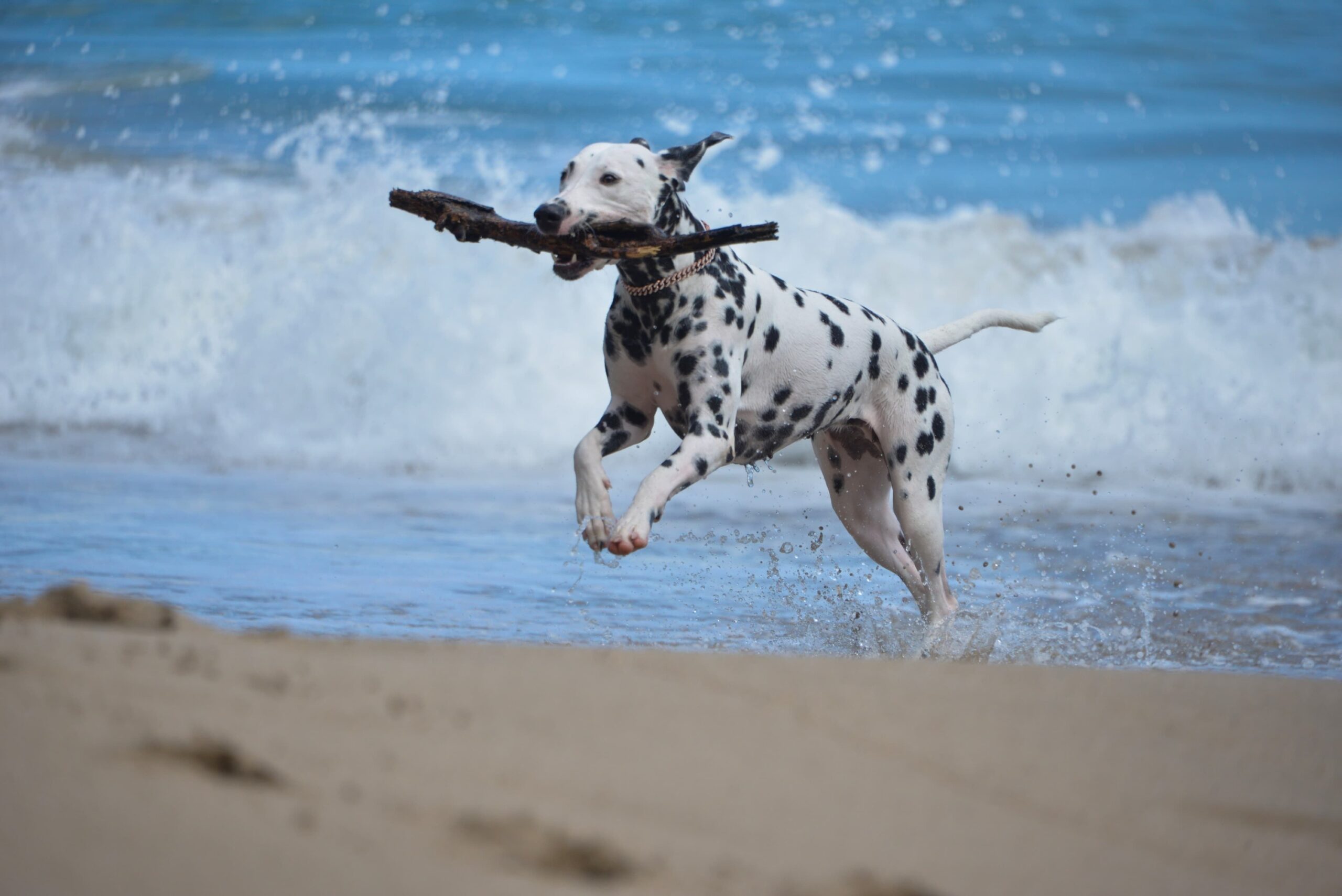 Never Choose These 7 High-Energy Dog Breeds for Retirement Unless You're Ready for a Second Full-Time Job