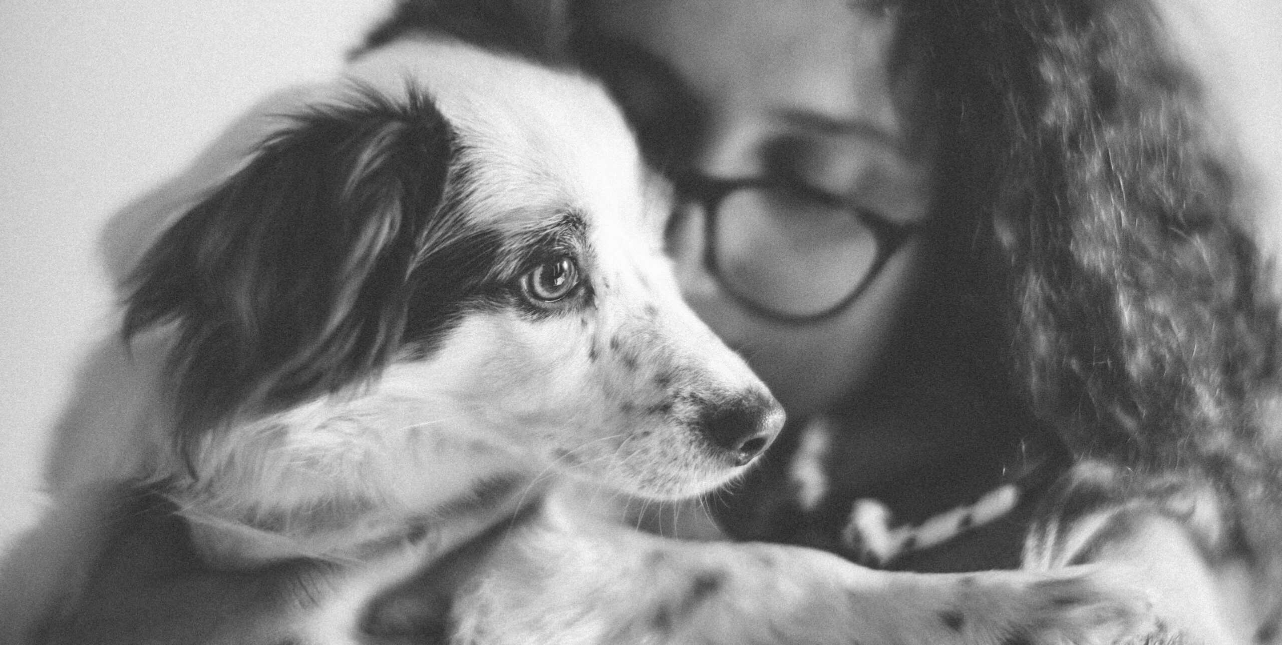 Research Suggests Dogs Remember People Through a Powerful Combination of Scent, Voice and Experience