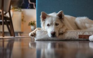 If Your Older Dog Suddenly Wants to Stay Closer to Home, These 7 Possible Reasons Are Worth Knowing