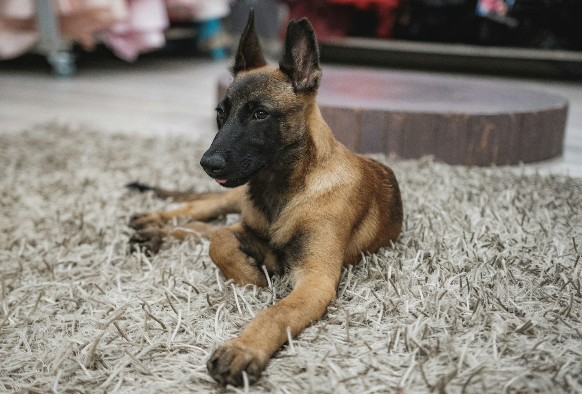 Never Choose These 7 High-Energy Dog Breeds for Retirement Unless You're Ready for a Second Full-Time Job
