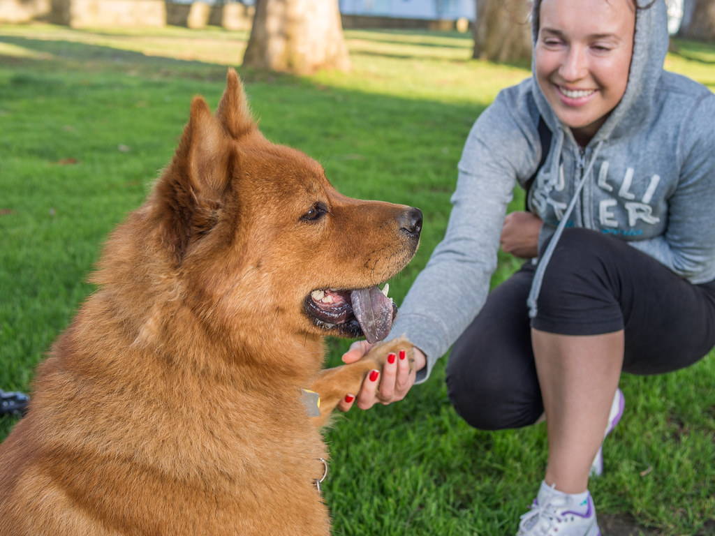 Animal Psychology Says Dogs Who Shake Off After a Stressful Encounter May Be Resetting After Emotional Arousal