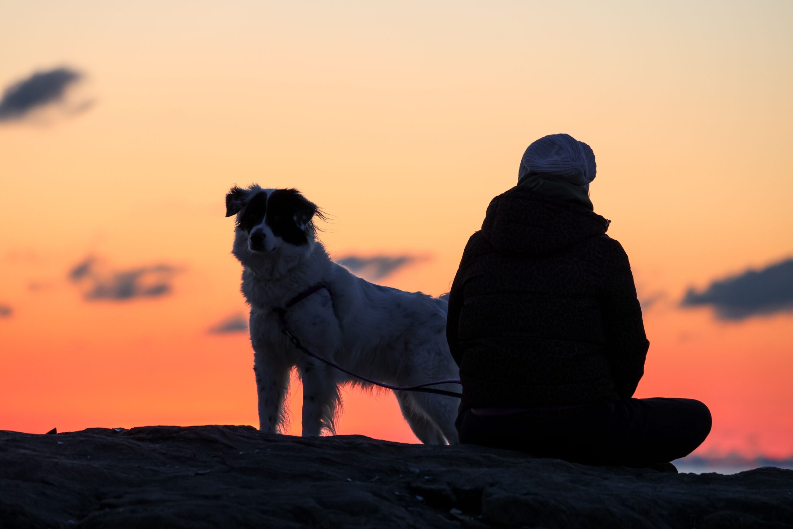 9 Things Your Dog Misses Most When You're Away From Home