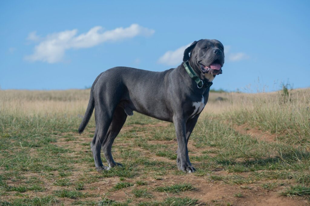 10 Dog Breeds That Will Put Themselves Between Their Family and a Threat Without Thinking Twice