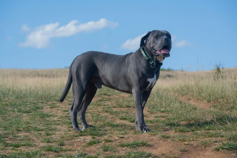 10 Dog Breeds That Will Put Themselves Between Their Family and a Threat Without Thinking Twice